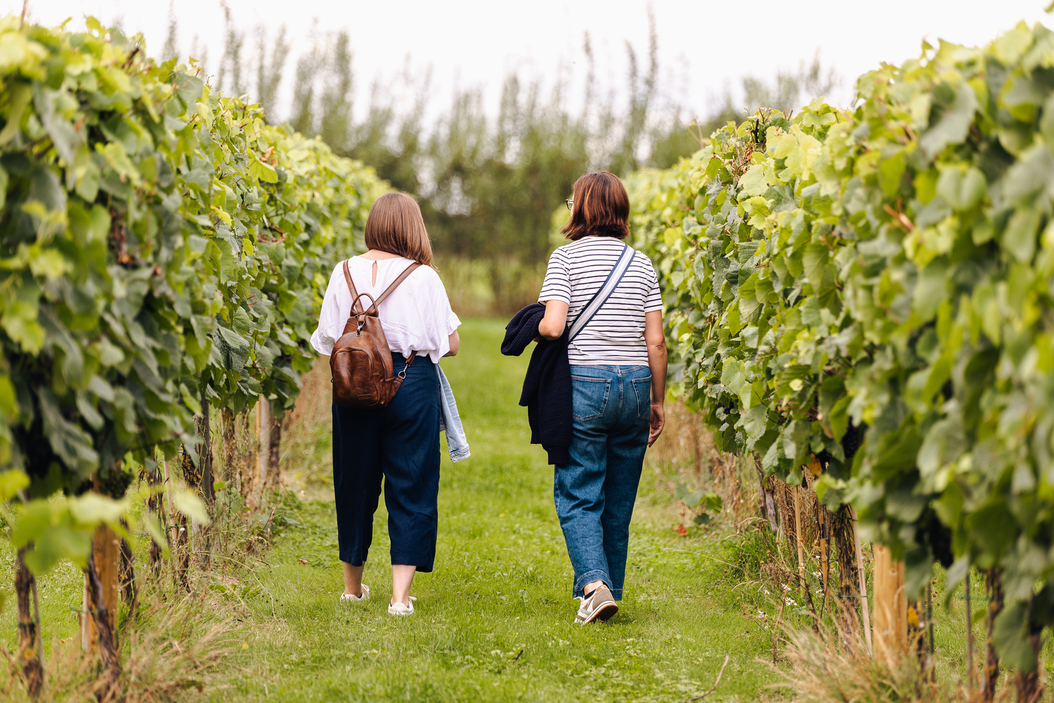 Vineyard Tours Yorkshire
