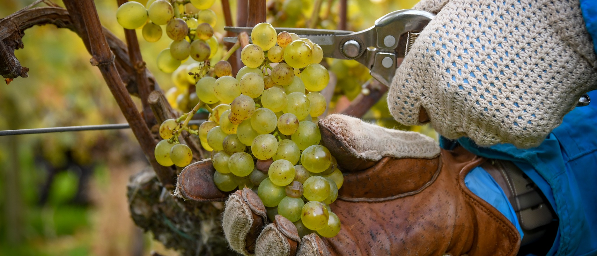 Harvesting Grapes