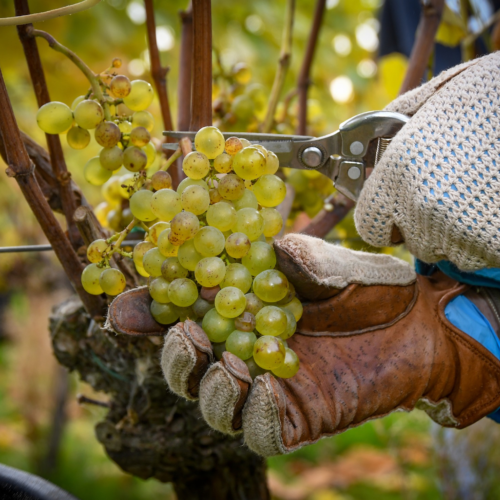 Harvesting Grapes