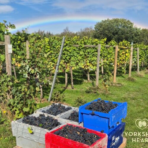 grape-boxes-harvest