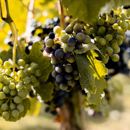 Grapes on the vine