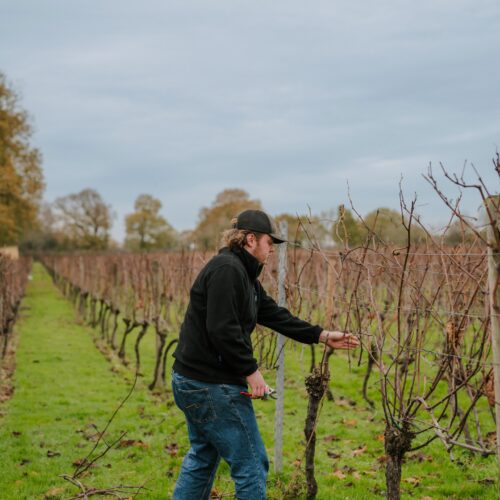 grapevine-pruner