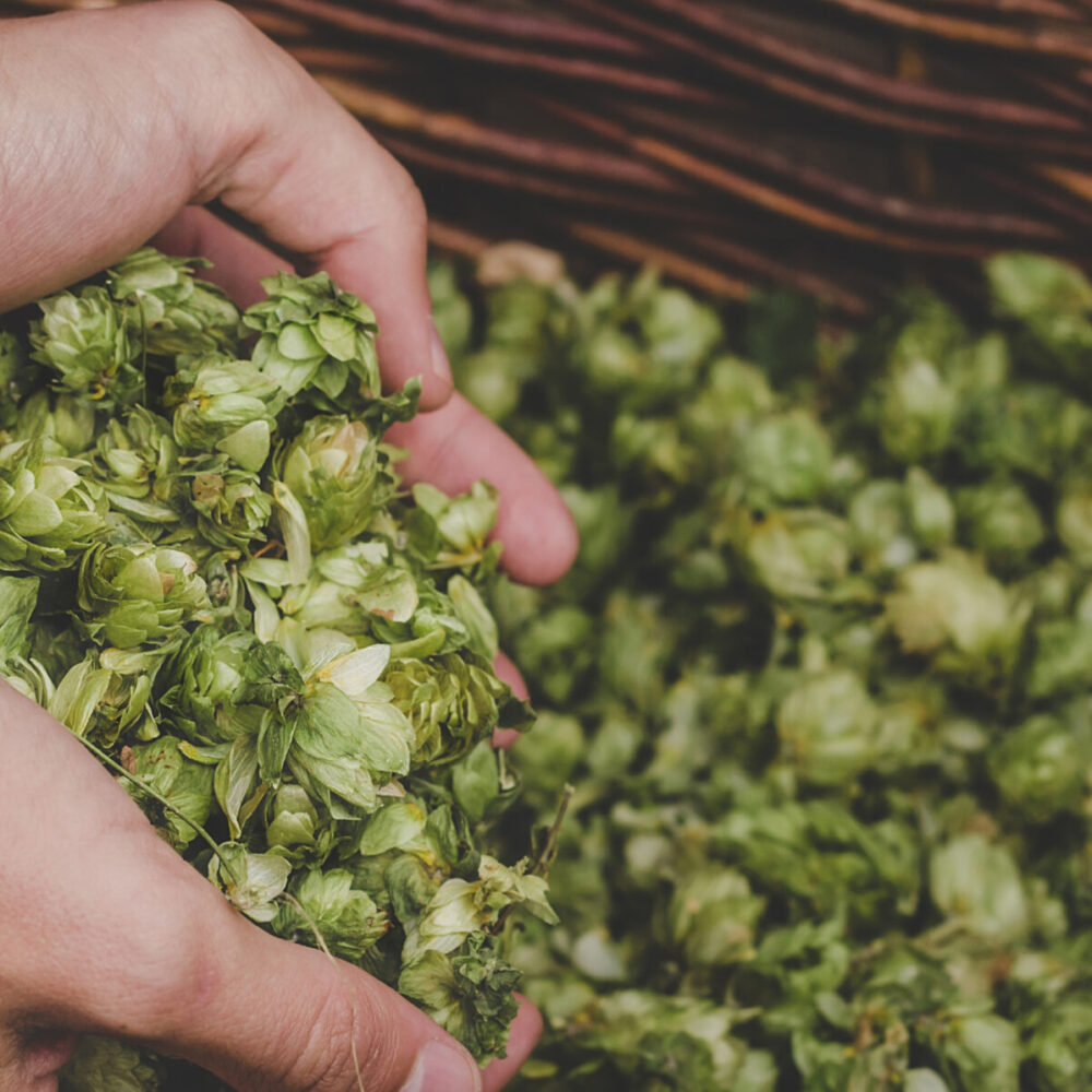 Basket of hops